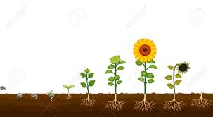 Attēlu rezultāti vaicājumam “Helianthus annuus fruit”