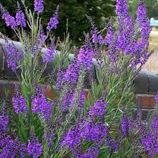 Image result for Linaria purpurea