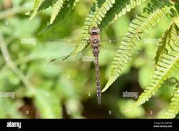Attēlu rezultāti vaicājumam “Aeshna mixta female”