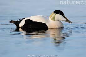 Attēlu rezultāti vaicājumam “Somateria mollissima male”