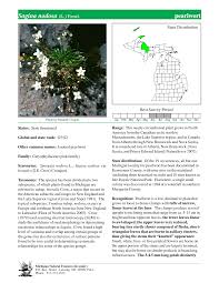 Attēlu rezultāti vaicājumam “Sagina nodosa leaf”