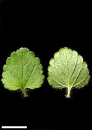 Attēlu rezultāti vaicājumam “Veronica chamaedrys leaf”