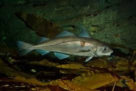 Image result for Melanogrammus aeglefinus