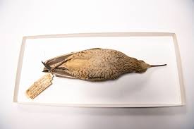 Image result for Numenius borealis