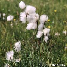 Attēlu rezultāti vaicājumam “Eriophorum angustifolium flower”