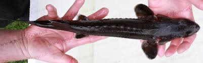 Image result for Acipenser transmontanus