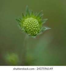 Attēlu rezultāti vaicājumam “Knautia arvensis bud”