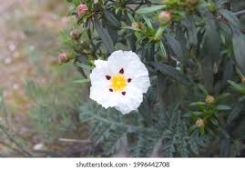 Attēlu rezultāti vaicājumam “Libanotis montana leaf”