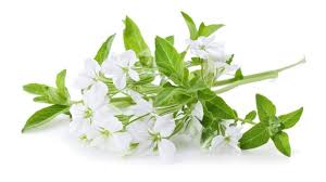 Attēlu rezultāti vaicājumam “Saponaria officinalis leaf”