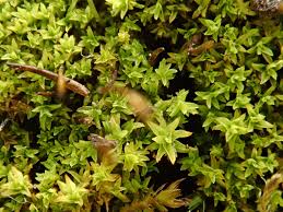 Attēlu rezultāti vaicājumam “Barbula convoluta”