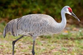 Image result for Grus canadensis