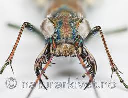 Attēlu rezultāti vaicājumam “Cicindela maritima”
