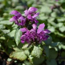 Attēlu rezultāti vaicājumam “Lamium maculatum”