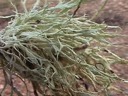 Attēlu rezultāti vaicājumam “Ramalina farinacea”