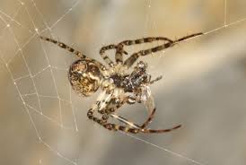 Attēlu rezultāti vaicājumam “Metellina merianae”