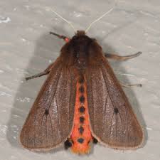 Attēlu rezultāti vaicājumam “Phragmatobia fuliginosa imago”