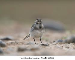 Attēlu rezultāti vaicājumam “Motacilla alba juvenile”