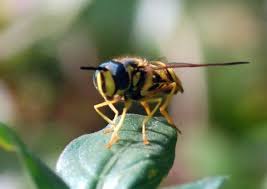 Attēlu rezultāti vaicājumam “Chrysotoxum sp.”