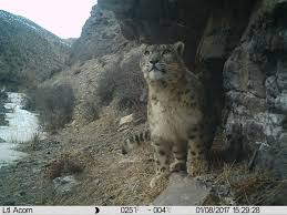 Image result for kernel panic snow leopard