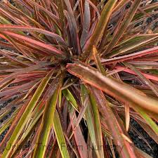 Image result for Heuchera `Swirling Fantasy`