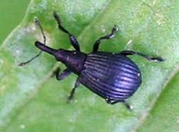 Attēlu rezultāti vaicājumam “Apion sp.”