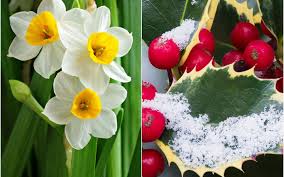 Attēlu rezultāti vaicājumam “Narcissus”