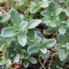 Image result for cerastium tomentosum