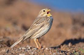 Image result for Emberiza calandra