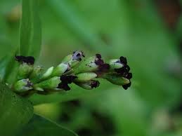 Attēlu rezultāti vaicājumam “Sphacelotheca hydropiperis”