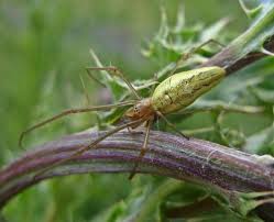 Attēlu rezultāti vaicājumam “Tetragnatha extensa”