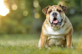 Image result for Bulldogs Power and strength