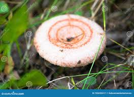 Attēlu rezultāti vaicājumam “Lactarius torminosus”