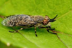 Attēlu rezultāti vaicājumam “Haematopota sp.”