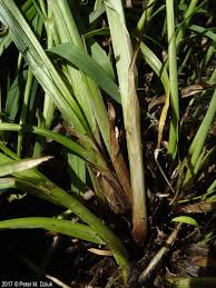 Attēlu rezultāti vaicājumam “Lycogala maculatum sessile”