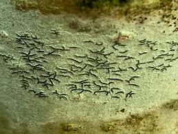 Attēlu rezultāti vaicājumam “Graphis scripta”