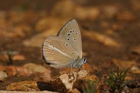 Attēlu rezultāti vaicājumam “Agrodiaetus damon underside”