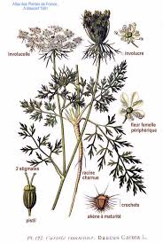 Image result for Daucus carota