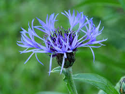 Image result for Flockenblume