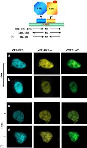 Image result for "vp-cmx"