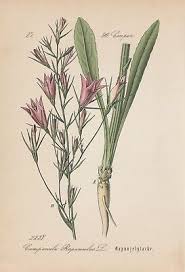 Image result for Campanula rapunculus