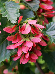 Attēlu rezultāti vaicājumam “Acer tataricum”