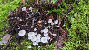 Attēlu rezultāti vaicājumam “Collybia sp.”