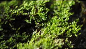Attēlu rezultāti vaicājumam “Sphagnum sporophyte”