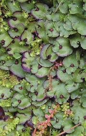 Attēlu rezultāti vaicājumam “Preissia quadrata”