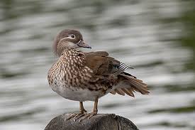 Attēlu rezultāti vaicājumam “Aix galericulata”