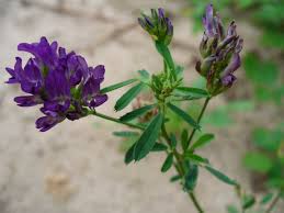 Attēlu rezultāti vaicājumam “Medicago x varia  leaf”