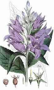 Attēlu rezultāti vaicājumam “Campanula latifolia fruit”