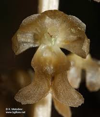 Attēlu rezultāti vaicājumam “Neottia nidus-avis flower”