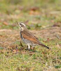 Image result for Turdus eunomus