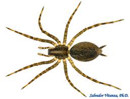 Attēlu rezultāti vaicājumam “Agelenidae”